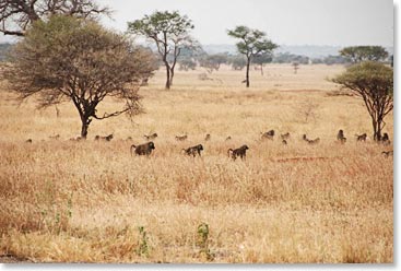 Baboon troop on the move