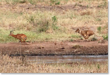 A lion pursing an impala