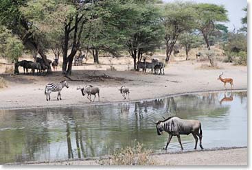 A local Tarangire watering hole