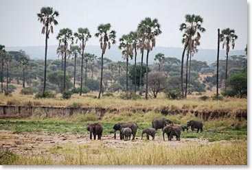 A last look at Tarangire elephants