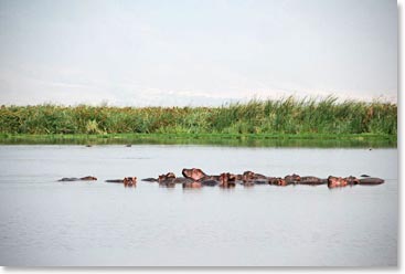 Hippos afloat