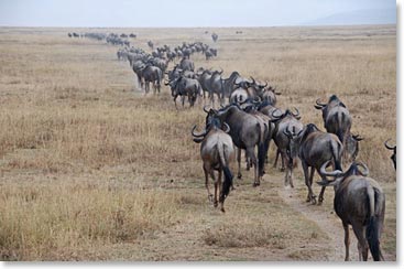 Wildebeests out walking.  It’s what they do.