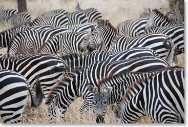 Zebra stripes confuse predators trying to pick out individual prey.