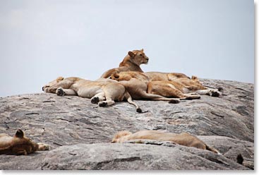 Lions at rest