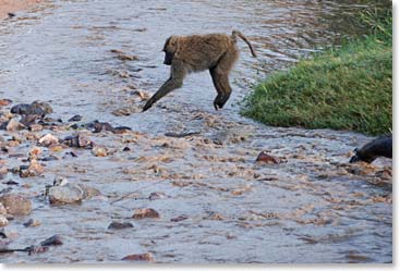 Baboon keeps its feet dry while crossing a stream.