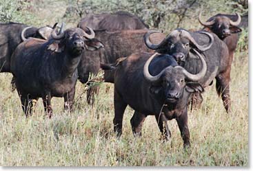 Cape Buffalo