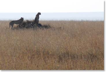 Cheetah brothers perched on a termite mound scan for breakfast.