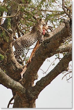 Leopard drags reedbuck remains up a tree.