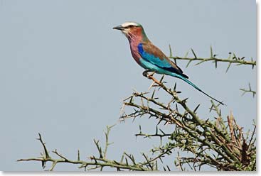 Lilac breasted roller