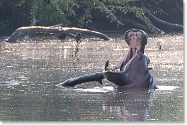 Serengeti Hippo