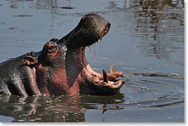 Is that hippo hungry or angry?