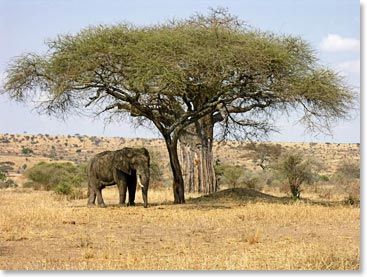 An elephant takes shade under an acacia tree.