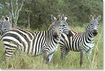 Zebras look curiously at the camera.