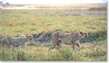 Cheetahs prowling for a meal