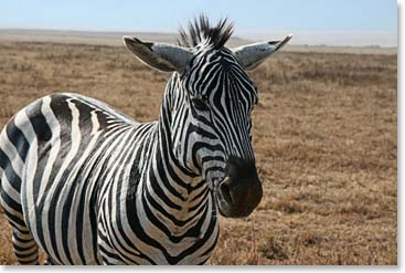 Face to face with a zebra