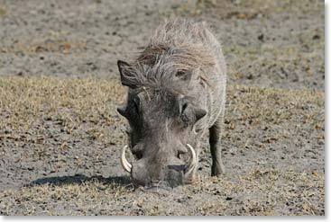 A bristly warthog