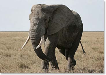 A majestic elephant