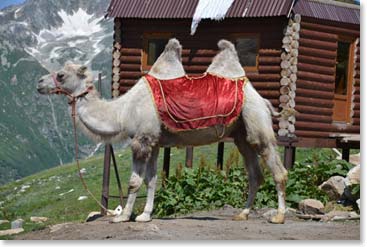 There are a lot of surprising sights in this part of the Caucasus Mountains, including this camel who seemed to be waiting for a rider.