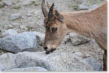 They were coming to lick salt from the rock near our door.