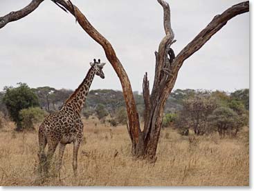 A giraffe turns his back on us.
