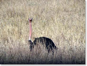 A sunburnt ostrich