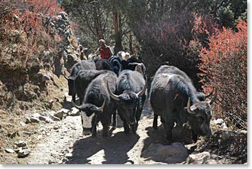 Fuzzy, young yaks travel up the Tengboche Hill