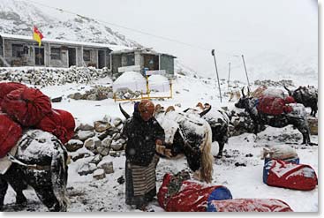 We awoke to a snowy day in Lobuche. Nim Phuti was busy loading the yaks for our trip up the glacier first thing in the morning.