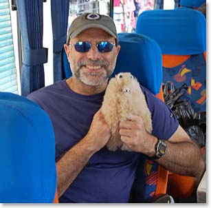 Bill bought a stuffed llama for his cats back home