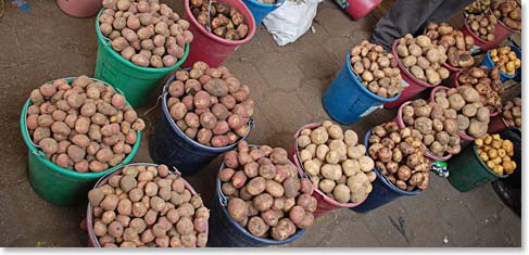 Ecuador has more than 32 types of potatoes