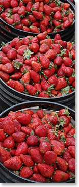 Real organic fruits