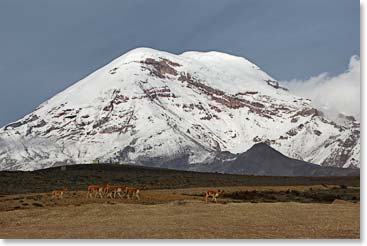 The welcoming party – a family of vicuñas.