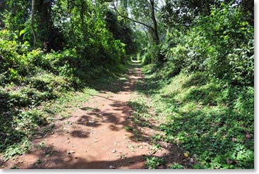 The climb begins in thick rainforest. Our first camp is amongst towering trees, hence the name Big Tree Camp.