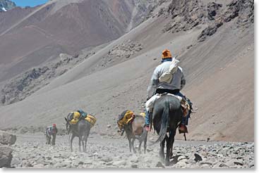 The mules carry our bags to camp