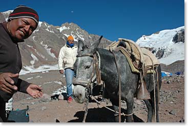 Osvaldo and a mule at base camp prepare for the hike out tomorrow