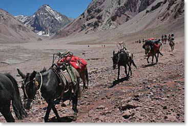 The mule train heads down the valley.