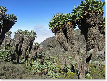 Giant Groundsel cover the landscape below the Barranco Wall