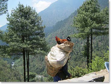 We also saw porters on the way to the Saturday Namche Market. This rooster seems to be enjoying the ride, but he is probably not long for this world.