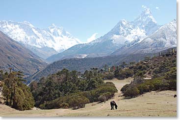On the way down Dave and Joanne will pass through Tangboche again, with its awesome views of Ama Dablam and Everest.
