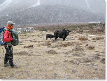 Just above Pheriche, at 14,000 feet, Jaythai checks out a mother yak and her baby.