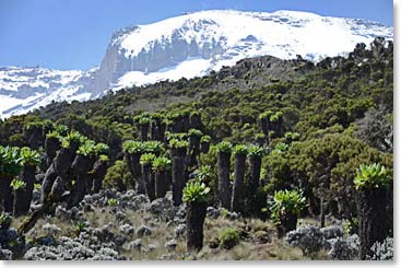 When we broke out of the forest, the giant scenecios covered the landscape with Kili behind