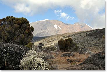 Approaching Moir Camp from the Shira Plateau