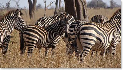 Zebras