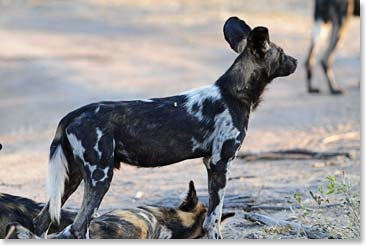 African Hunting dogs - these wild dogs are rarely seen.  