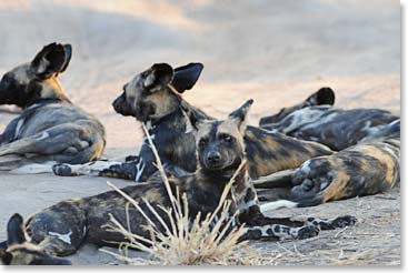 A pack of 16 in southern Tarangire - we found them laying in the road in the late afternoon