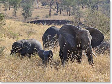 We saw an elephant family