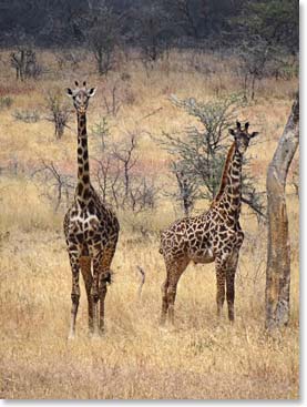 Giraffes 