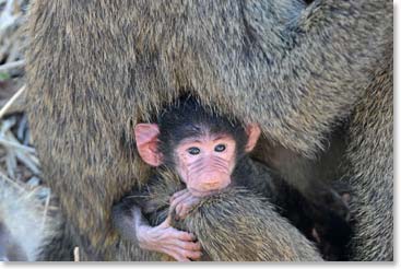 This young baboon was sticking close to its mother