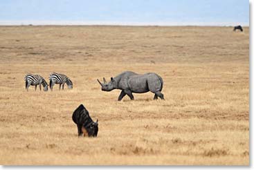 And we saw a rhino, just cruising around in the middle of the buffalo and wildebeest. Now we have four of the Big Five, only the leopard to go.