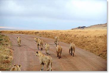 The pride - they were just strolling down the road.