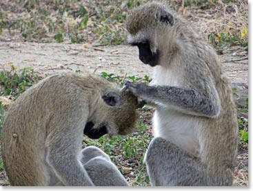 Baboons love to groom one another.